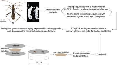 Screening Candidate Effectors of the Bean Bug Riptortus pedestris by Proteomic and Transcriptomic Analyses